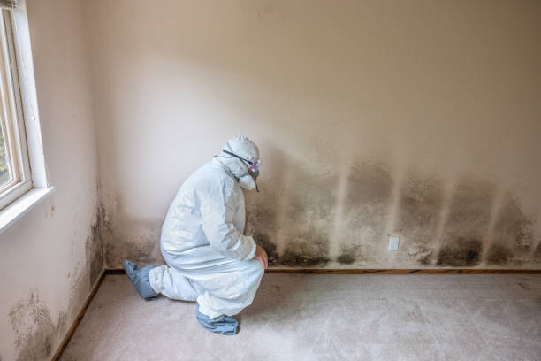 Castleton On Hudson, NY Mold Remediation Company