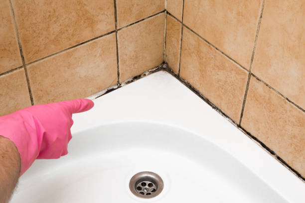 Best Bathroom Mold Remediation in Castleton On Hudson, NY